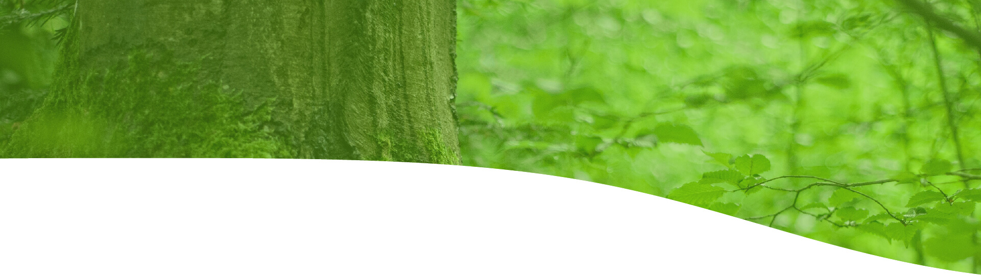 Atesys - Szolgáltatások